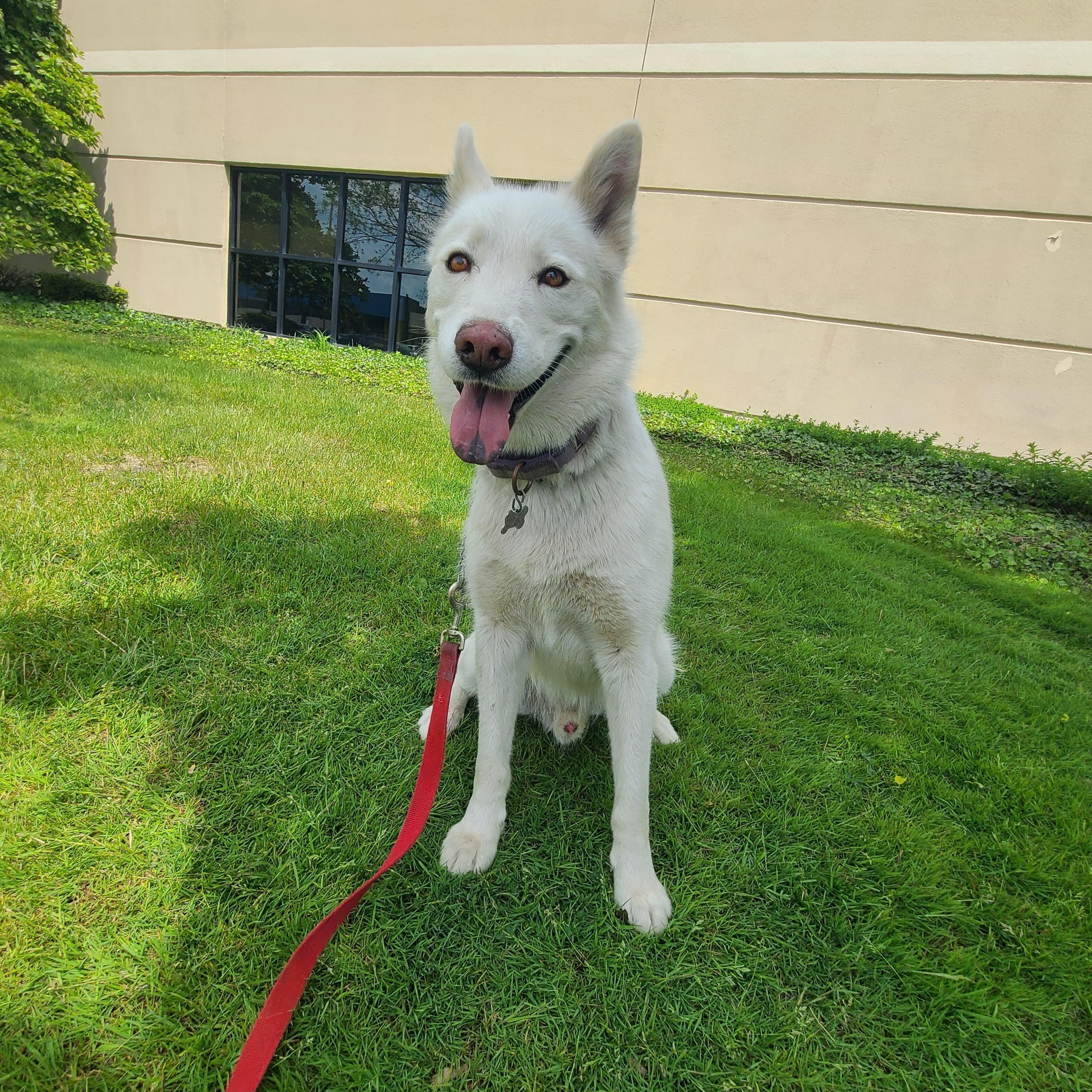 Samson, Adoptable, Adult Male Husky & Shepherd.