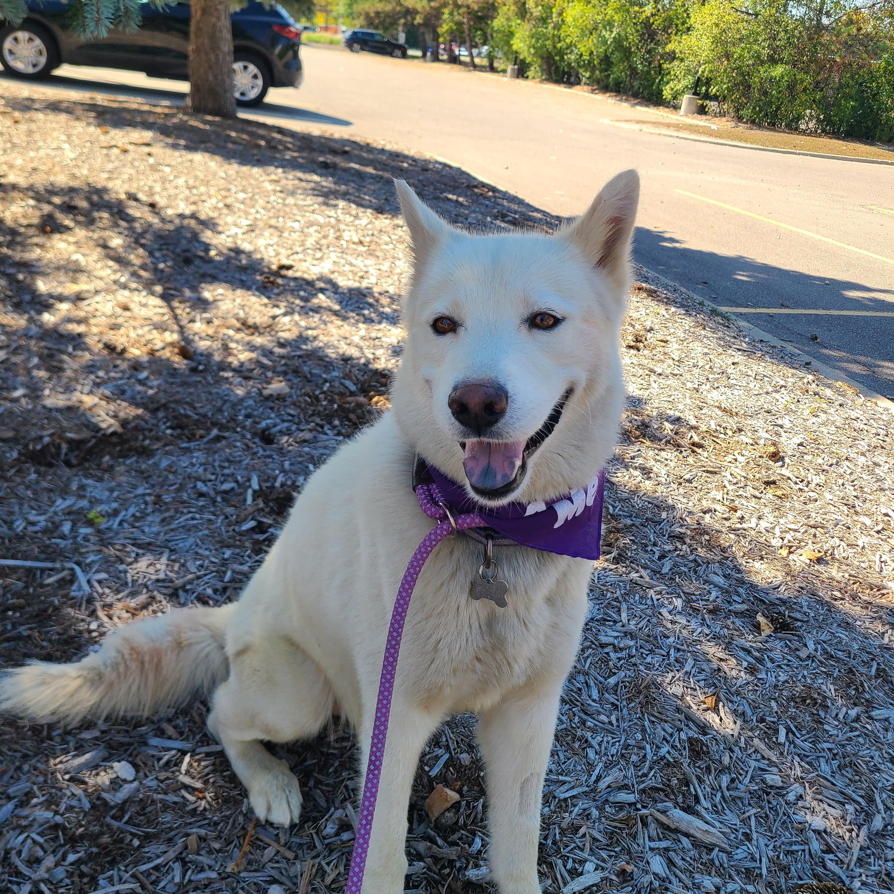 Samson, Adoptable, Adult Male Husky & Shepherd.