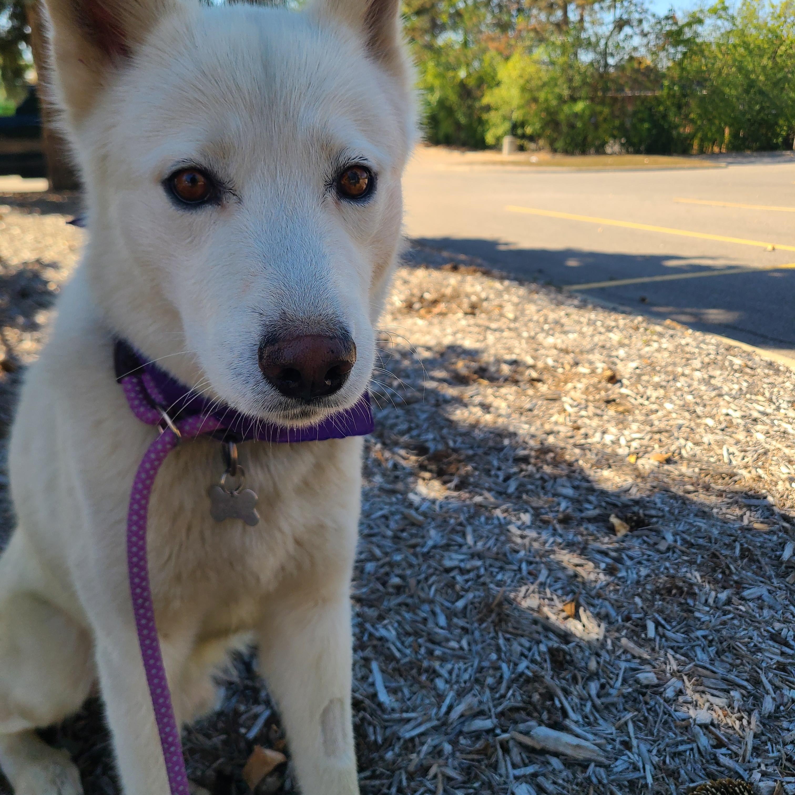 Samson, a Adoptable mixed breed in Detroit, MI image 4/4