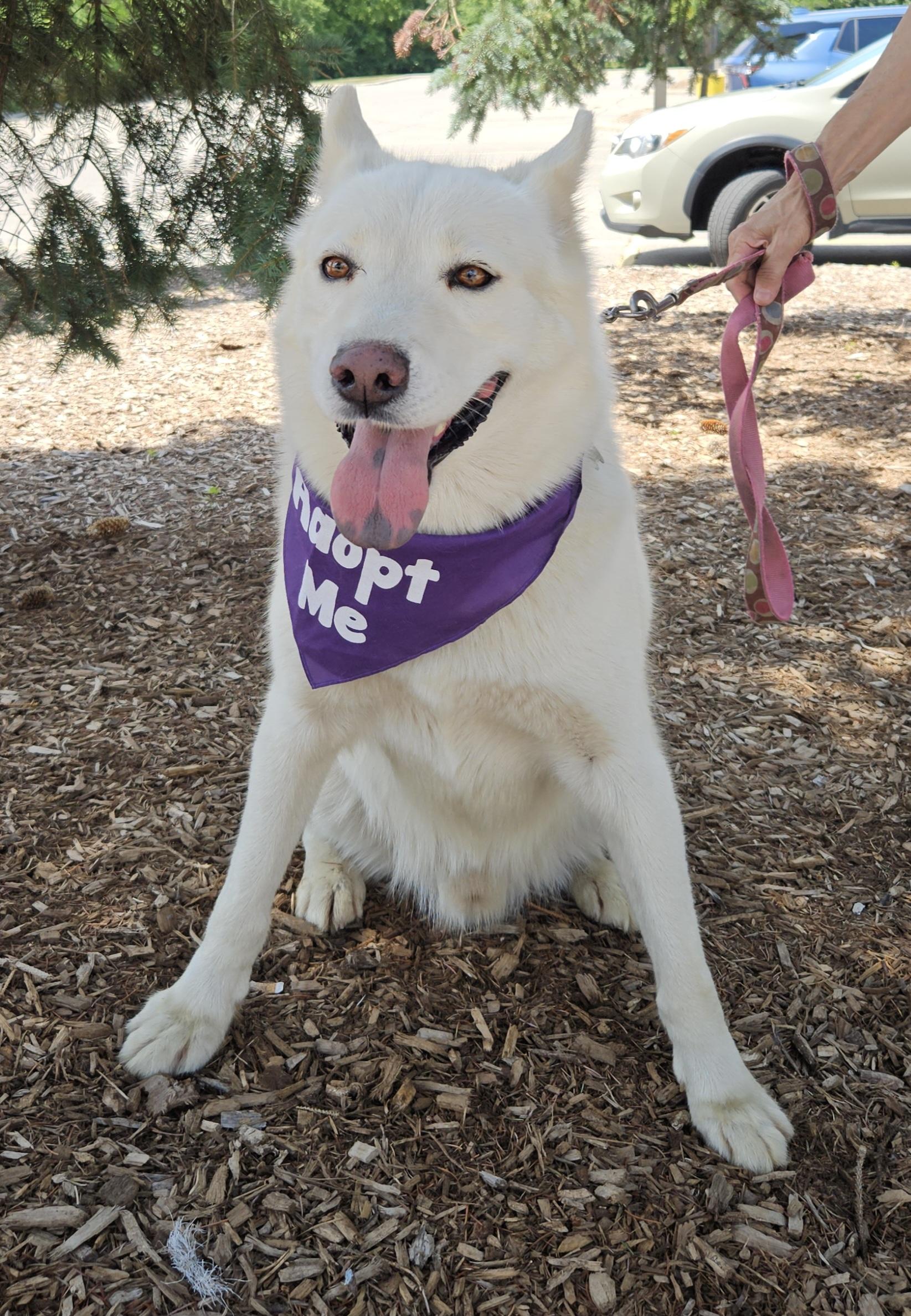 Samson, Adoptable, Adult Male Husky & Shepherd.