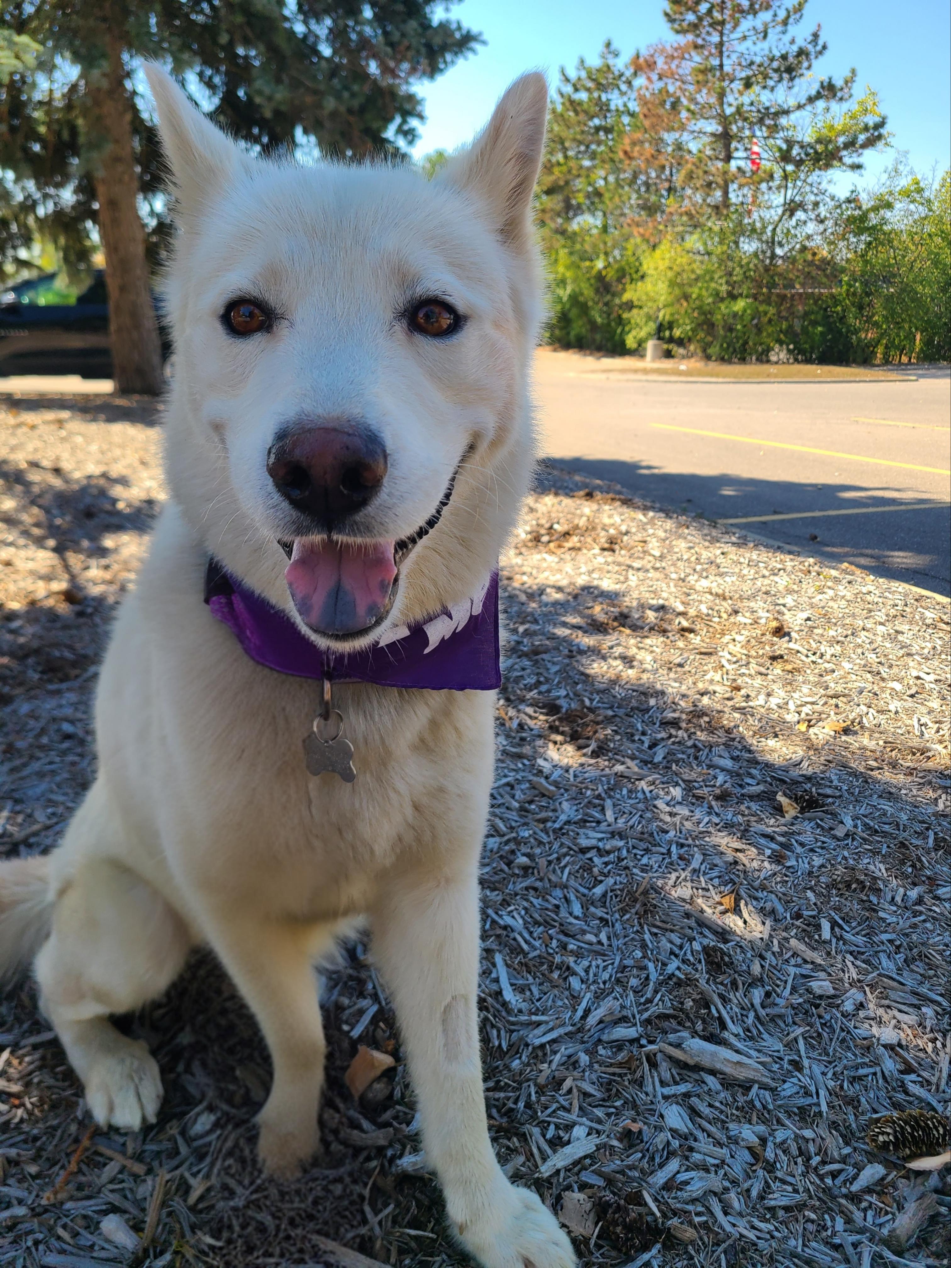Samson, a Adoptable mixed breed in Detroit, MI image 3/4
