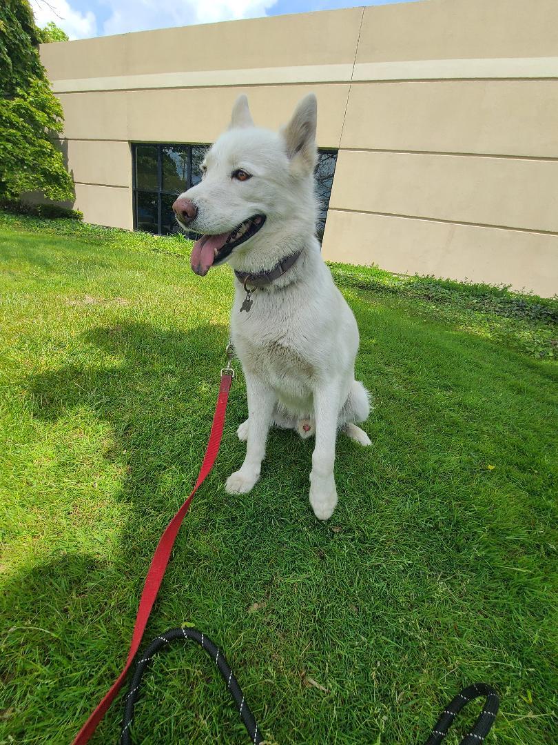 Samson, a Adoptable mixed breed in Detroit, MI image 3/4