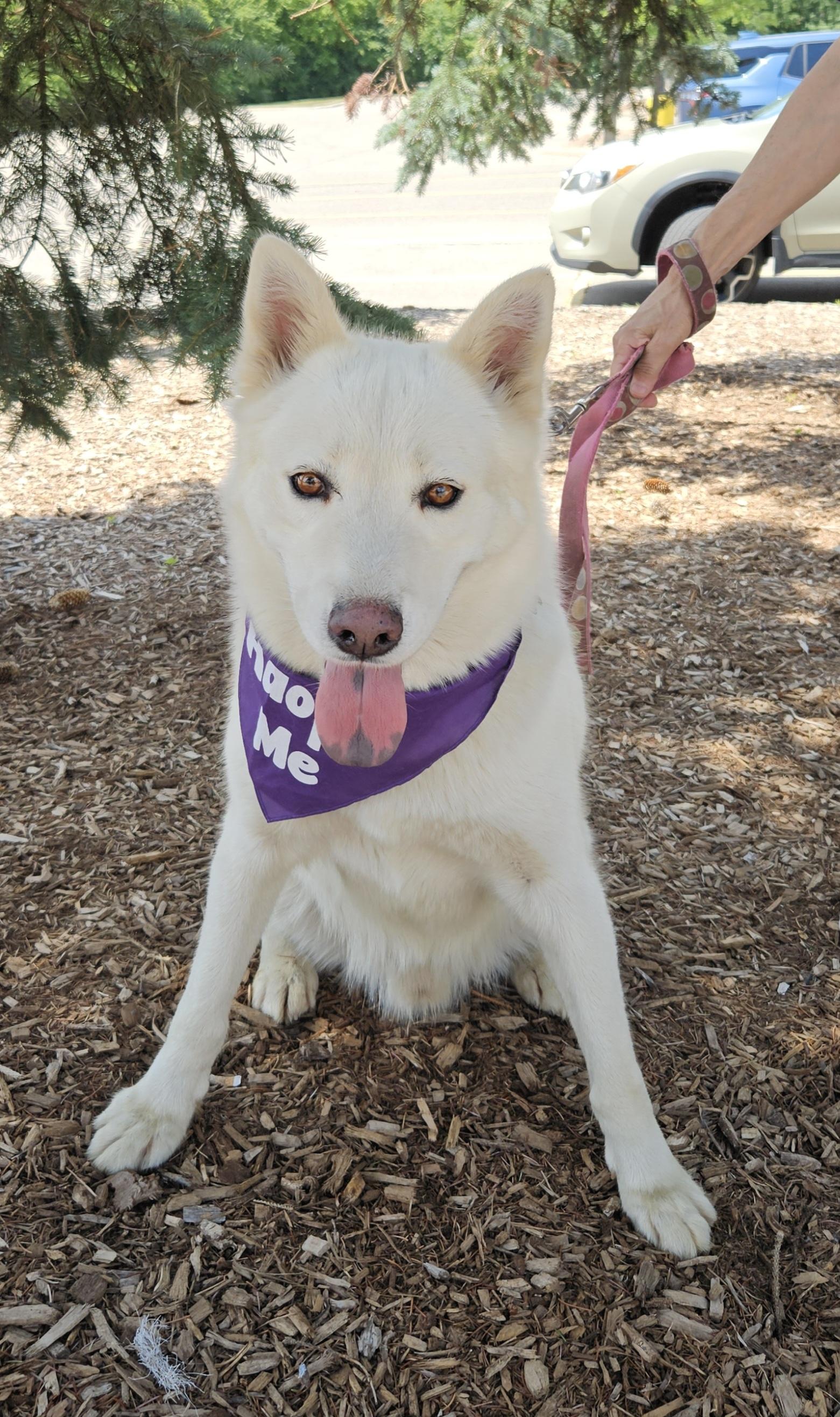 Samson, a Adoptable mixed breed in Detroit, MI image 3/6