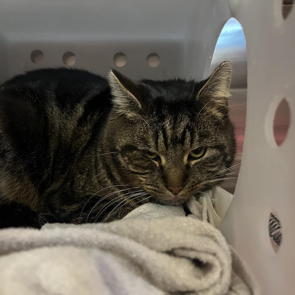 Jester, Adoptable, Adult Male Domestic Short Hair.