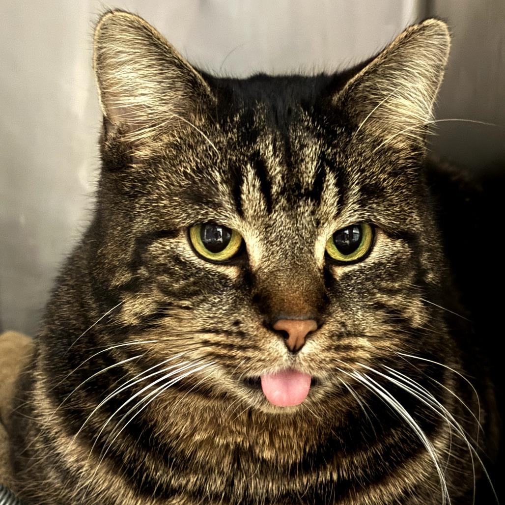 Jester, Adoptable, Adult Male Domestic Short Hair.