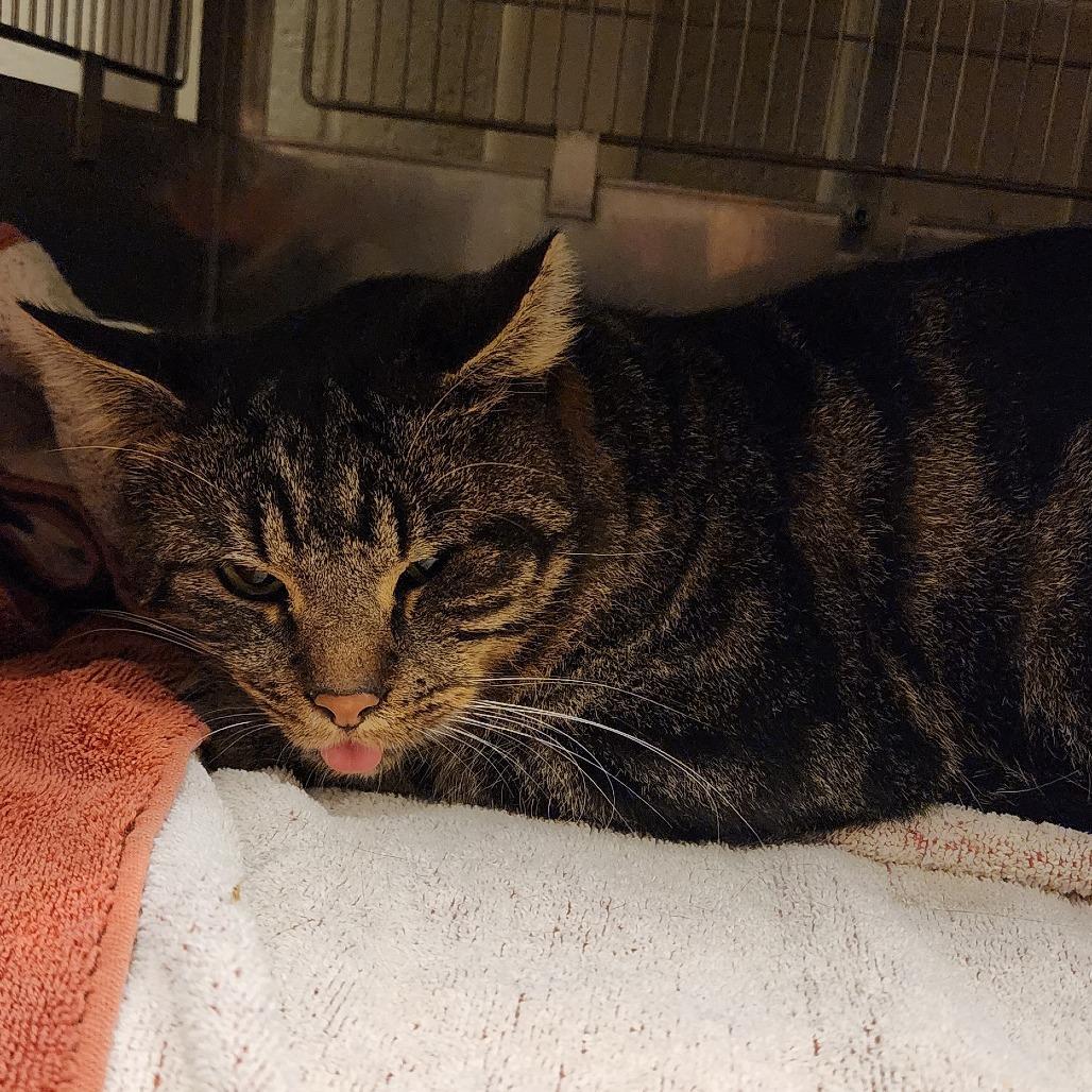 Enlarge Jester, a Adoptable Domestic Short Hair in Bristol, IN image 1/1