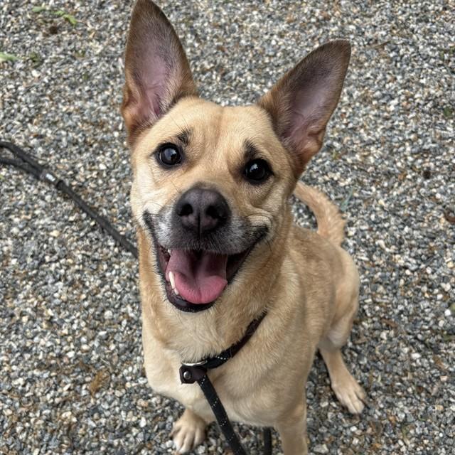THORN, Adoptable, Adult Female Carolina Dog & Mixed Breed.