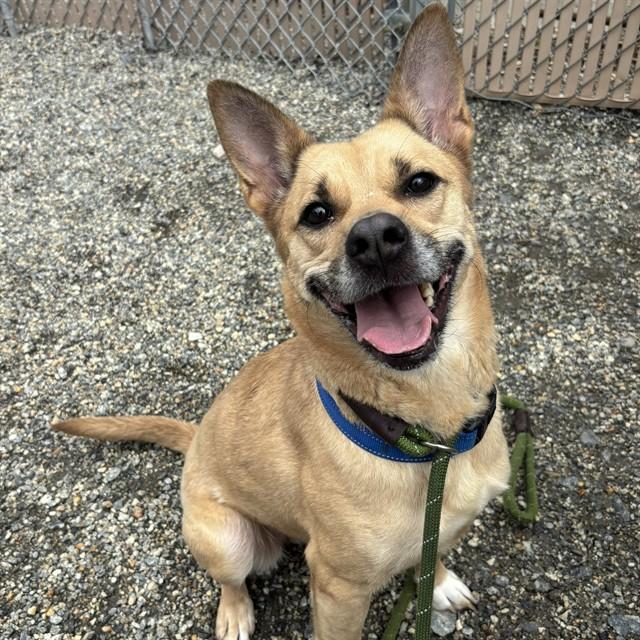 Enlarge THORN, a Adoptable mixed breed in Lincolnton, NC image 1/1