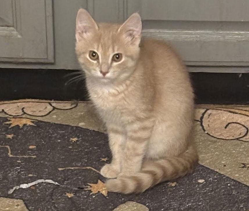 Mango, a Adoptable Domestic Short Hair in Minneapolis, MN image 1/3