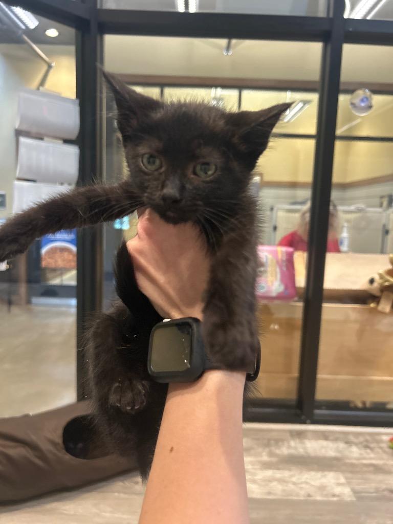 Alice, Adoptable, Kitten Female Domestic Short Hair.