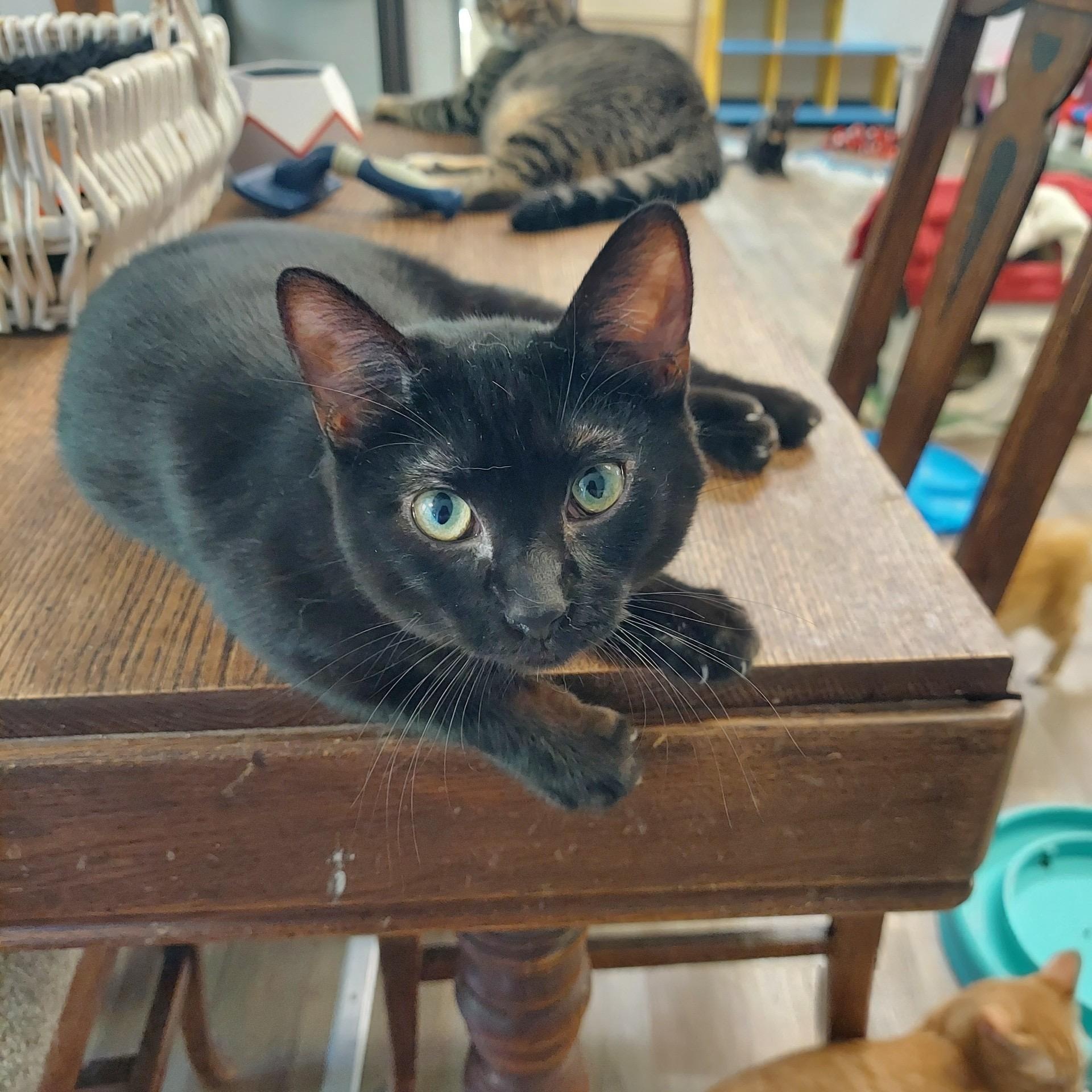 Enlarge Wednesday , a ADOPTABLE Tuxedo in San Juan Capistrano, CA image 2/2