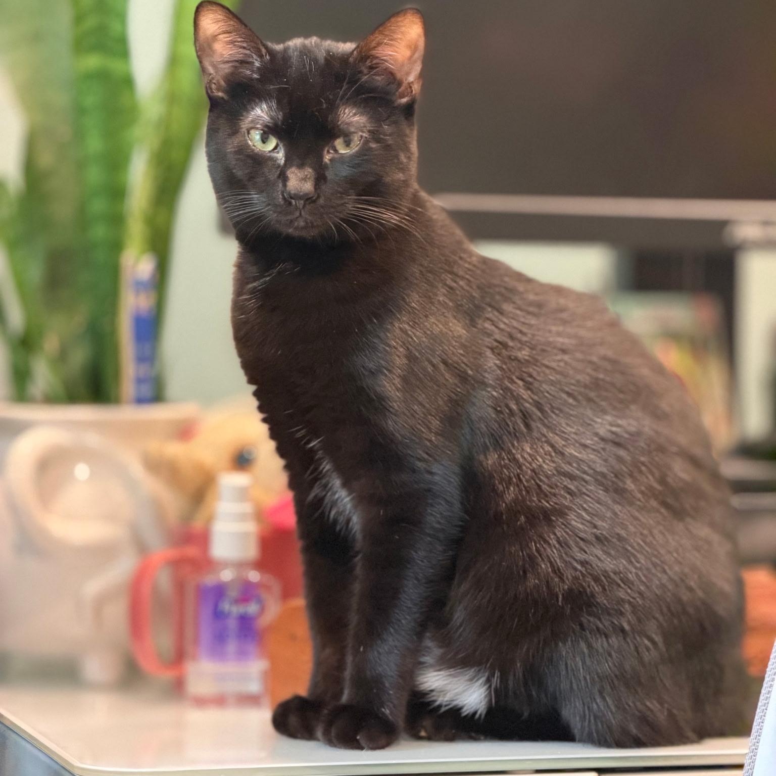Wednesday , ADOPTABLE, Kitten Female Tuxedo.