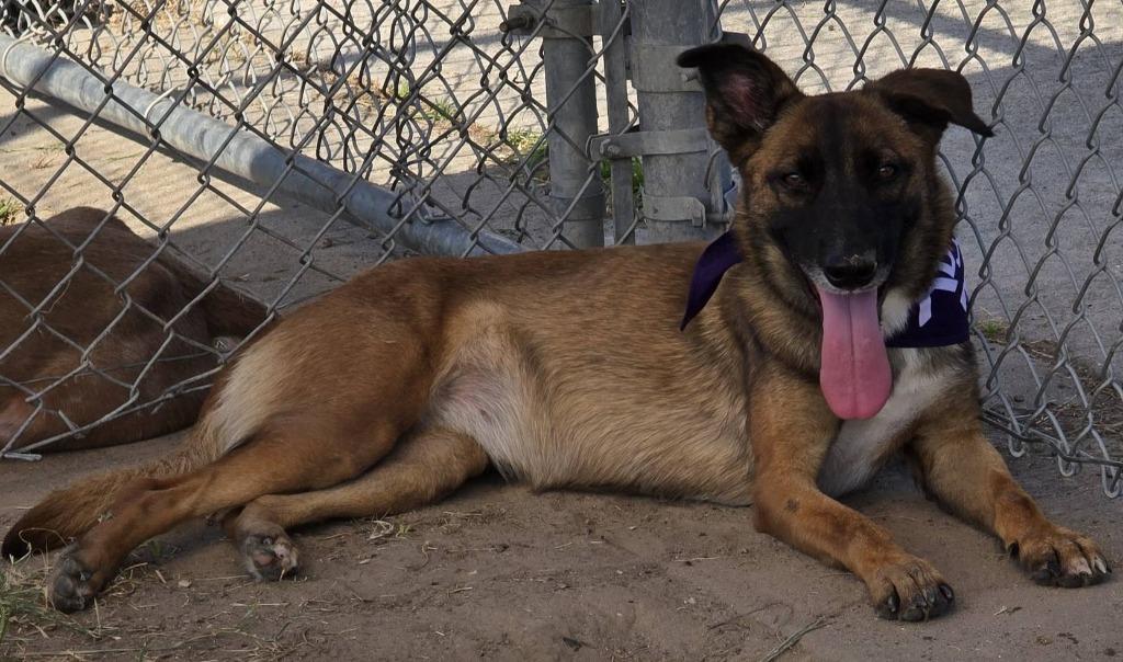 Blossom, Adoptable, Young Female German Shepherd Dog.