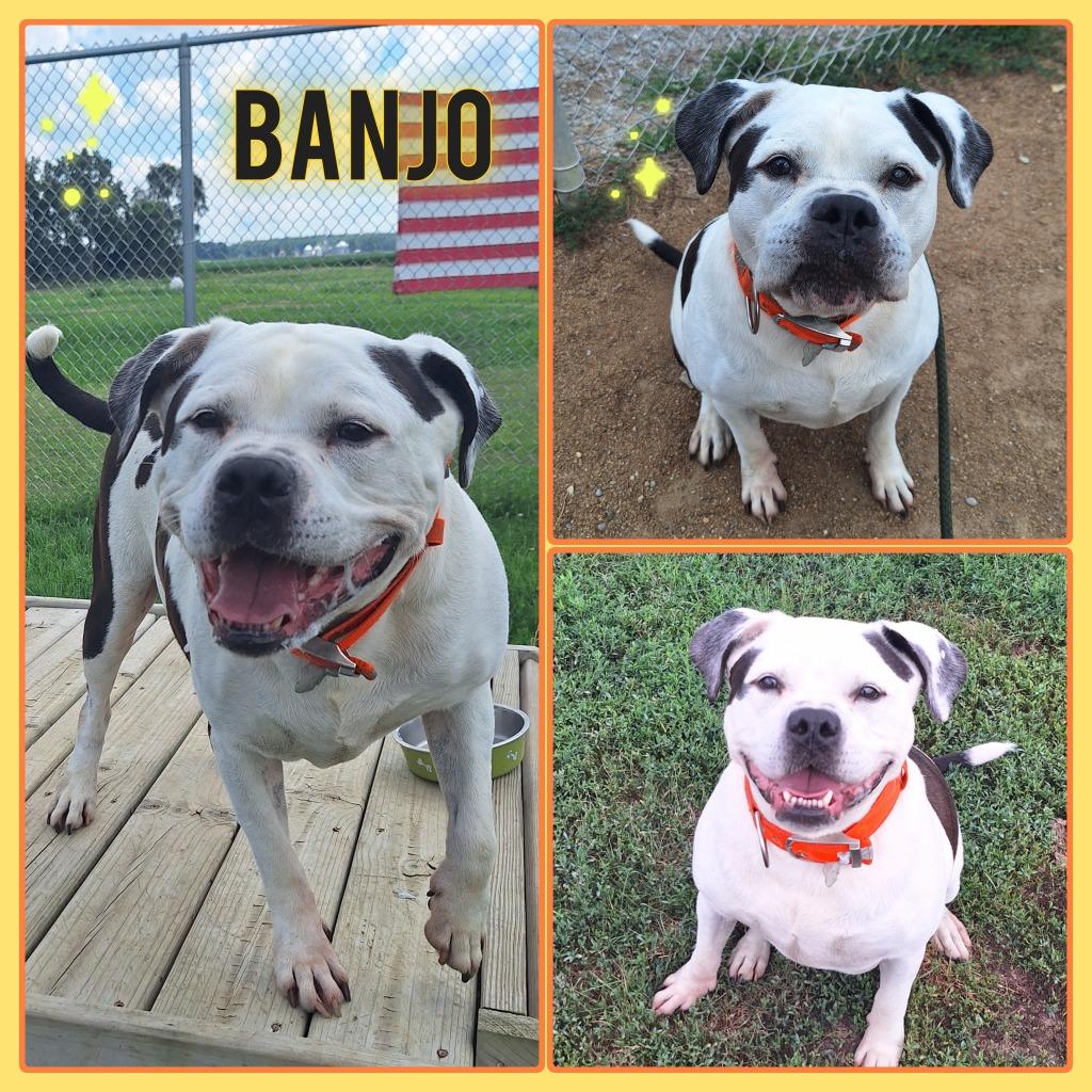 Banjo, Adoptable, Adult Male American Bulldog.