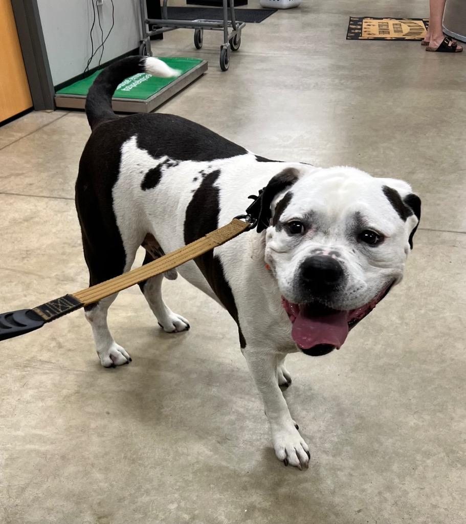 Enlarge Banjo, a Adoptable mixed breed in Pierceton, IN image 2/2
