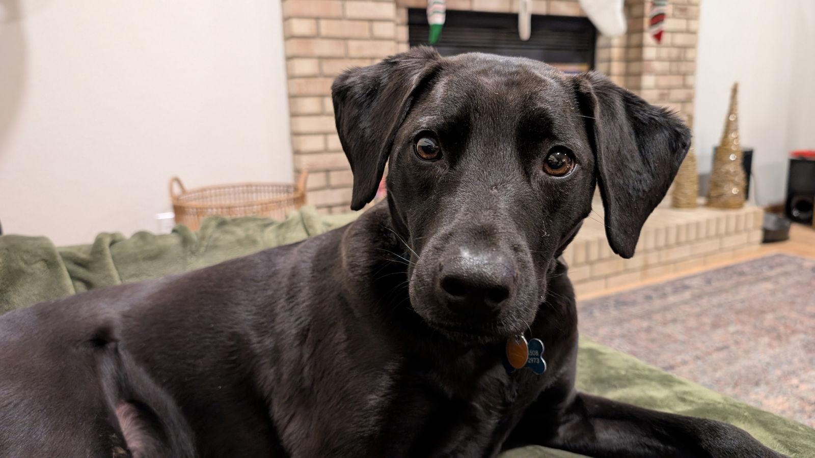 Bucky, Adoptable, Adult Male Labrador Retriever.
