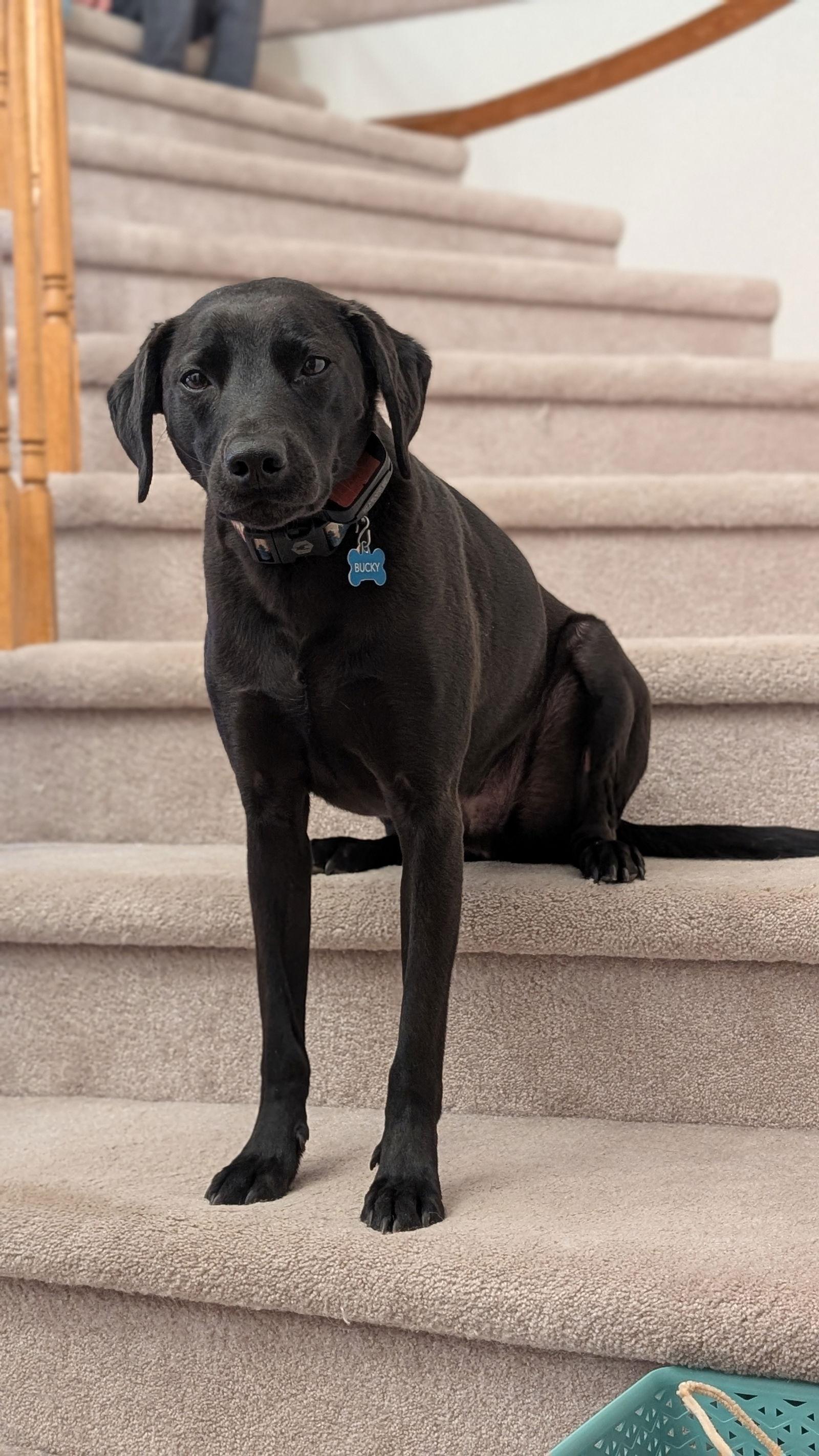 Bucky, a Adoptable Labrador Retriever in Fort Collins, CO image 2/3