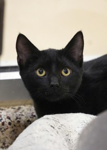 Enlarge Ronnie Ratson 60472, a Adoptable Domestic Short Hair in Aiken, SC image 1/1