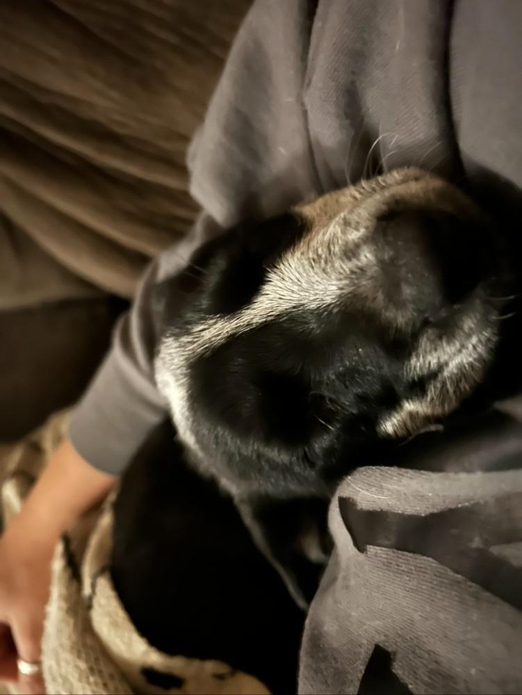 Camila, Adoptable, Puppy Female Australian Cattle Dog / Blue Heeler.