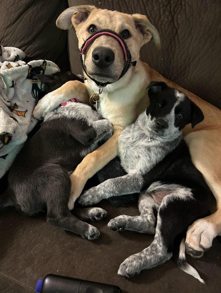 Camila, a Adoptable mixed breed in Cortez, CO image 2/6