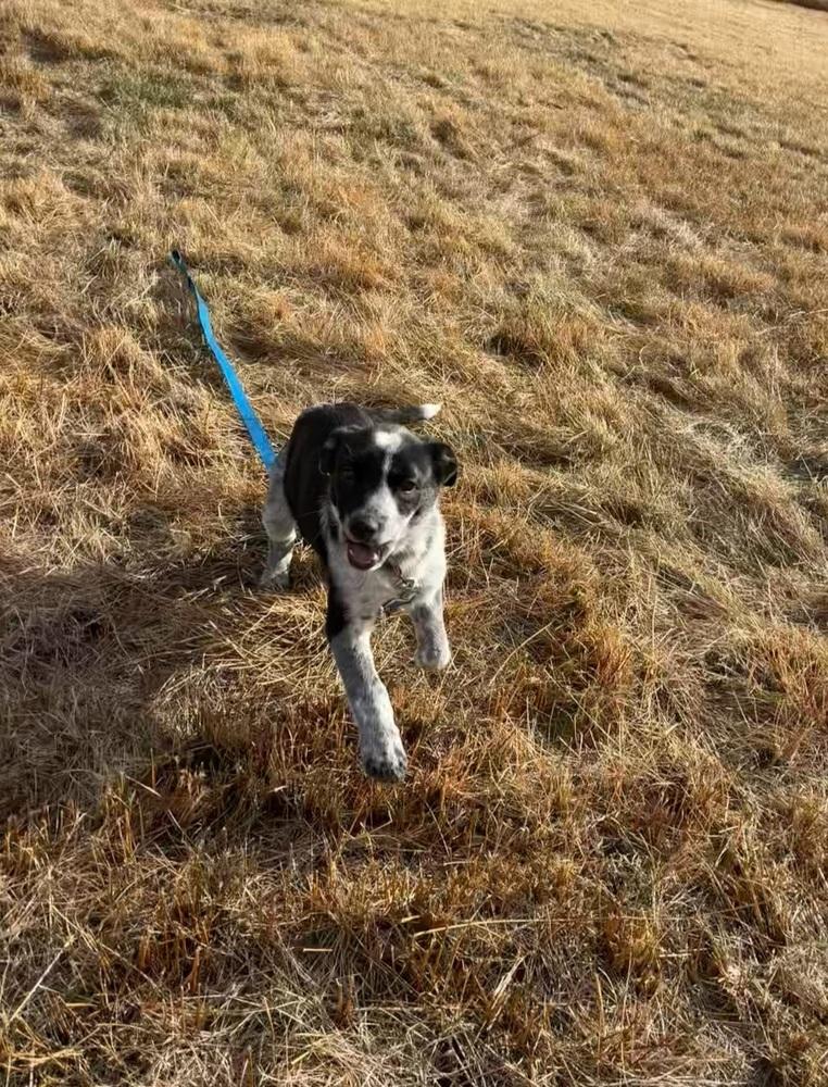Camila, a Adoptable mixed breed in Cortez, CO image 3/6