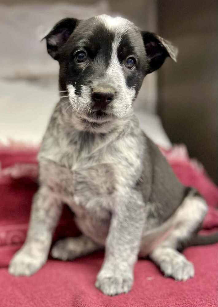Camila, a Adoptable mixed breed in Cortez, CO image 1/2