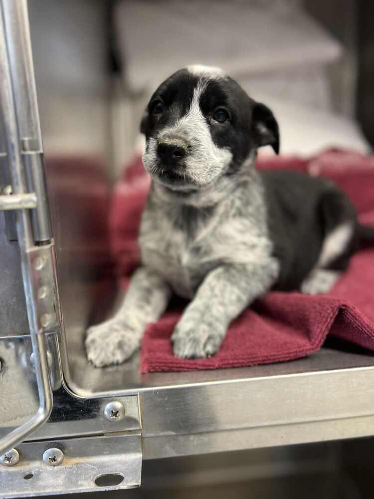 Camila, a Adoptable mixed breed in Cortez, CO image 2/2