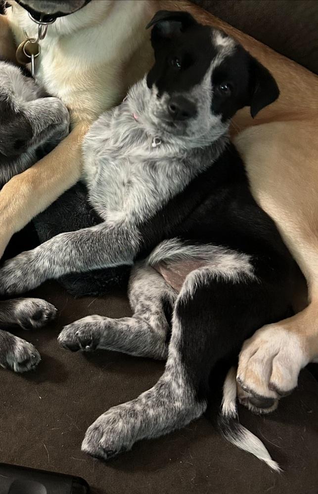 Camila, a Adoptable mixed breed in Cortez, CO image 6/6