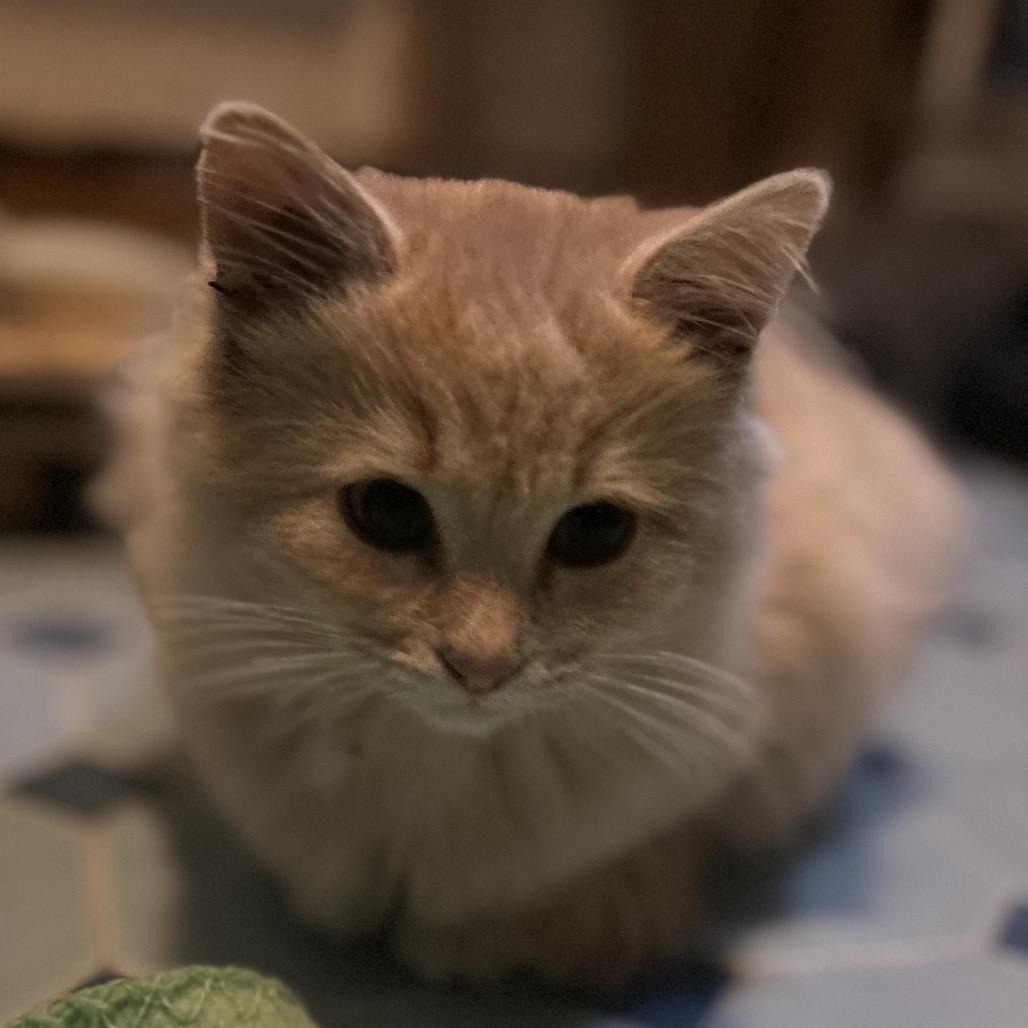 Ellen, Adoptable, Kitten Female Domestic Long Hair.