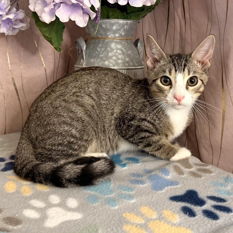 Cyro, Adoptable, Kitten Male Domestic Short Hair.
