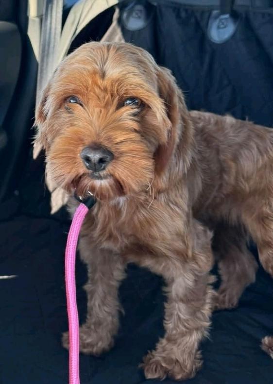 Enlarge Sweet Caroline-Cockapoo(cocker spaniel/mini poodle), a Adoptable Cockapoo in Hamburg, NY image 2/6