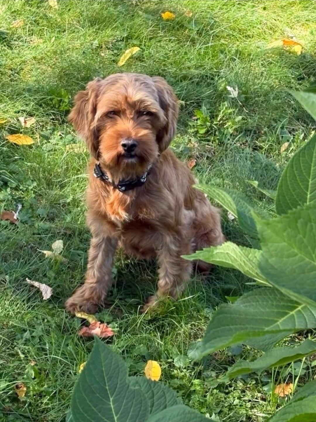 Sweet Caroline-Cockapoo(cocker spaniel/mini poodle), Adoptable, Young Female Cockapoo.