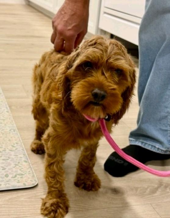 Enlarge Sweet Caroline-Cockapoo(cocker spaniel/mini poodle), a Adoptable Cockapoo in Hamburg, NY image 4/6