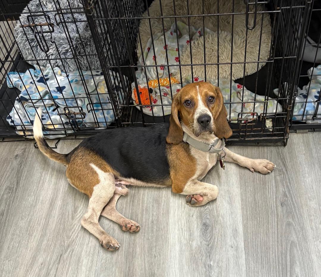 DB, a Adoptable Beagle in Tomball, TX image 2/6