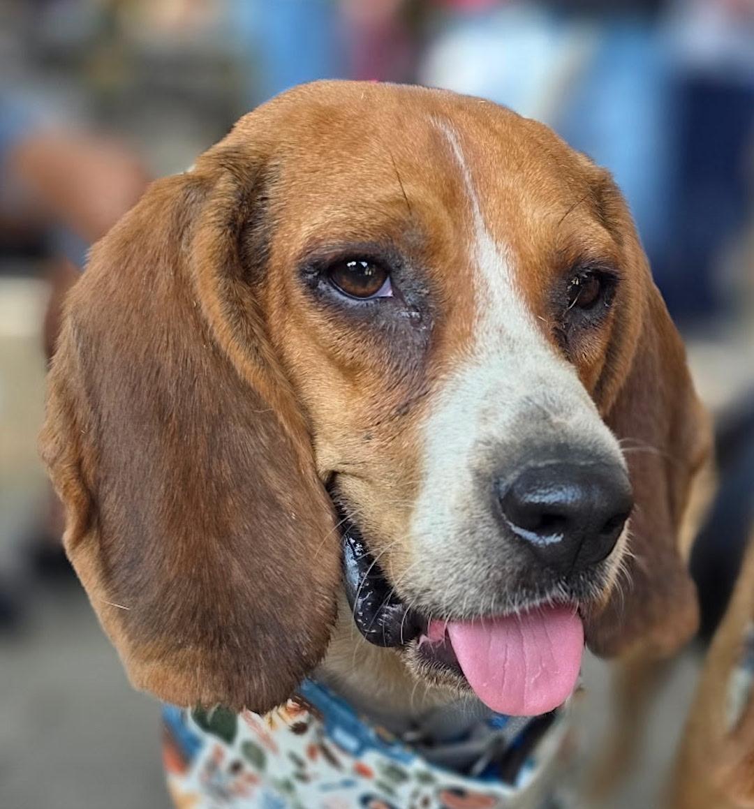 DB, Adoptable, Adult Male Beagle.