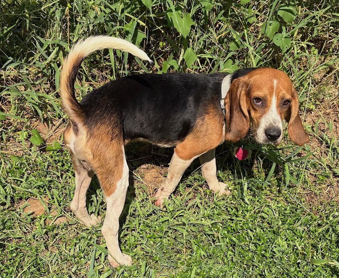 DB, a Adoptable Beagle in Tomball, TX image 4/6