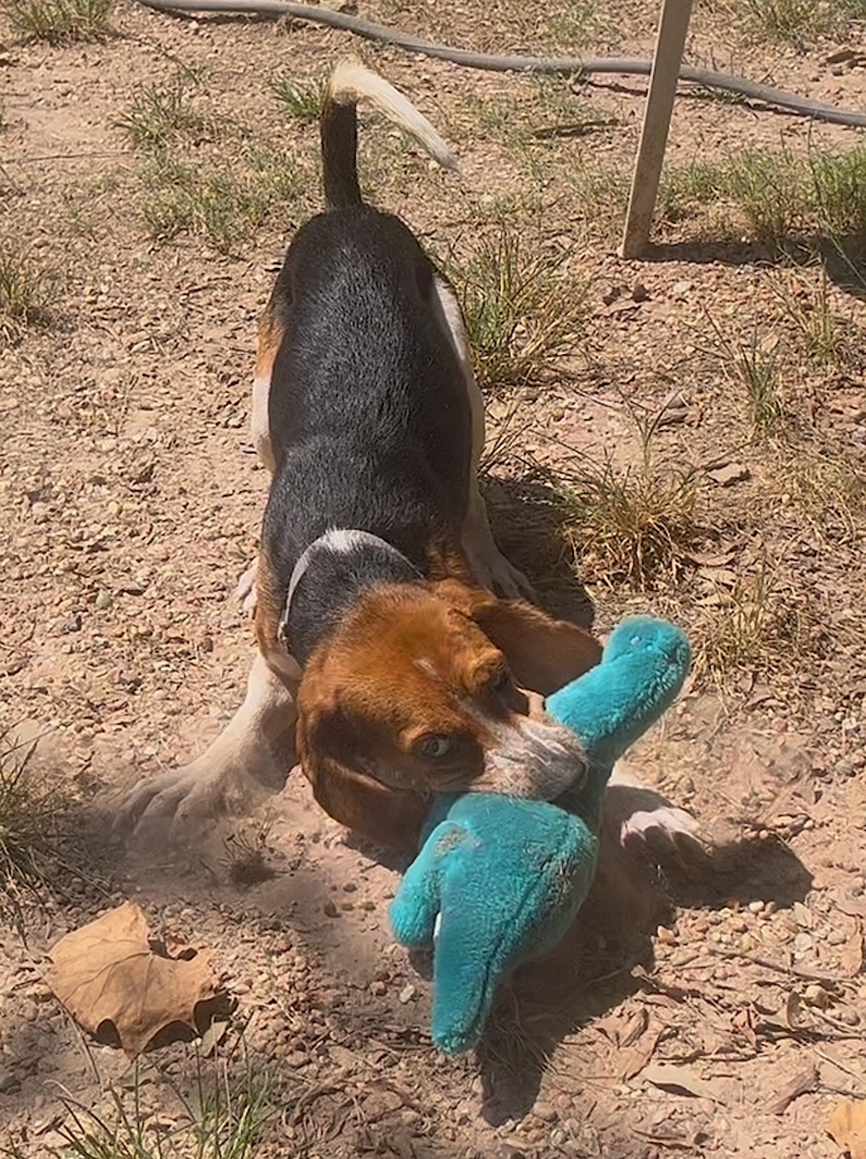 DB, a Adoptable Beagle in Tomball, TX image 5/6