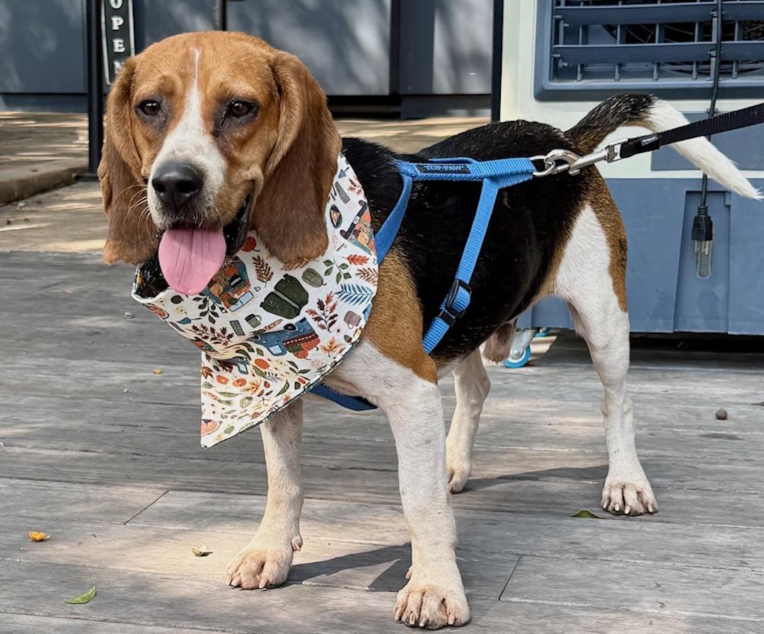 DB, a Adoptable Beagle in Tomball, TX image 3/6