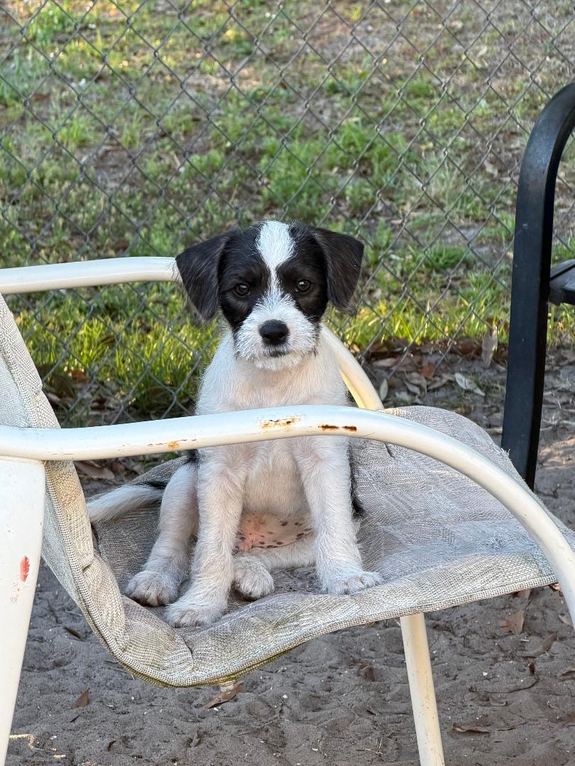 Enlarge Spud, a ADOPTABLE Mixed Breed in Ruskin, FL image 1/2