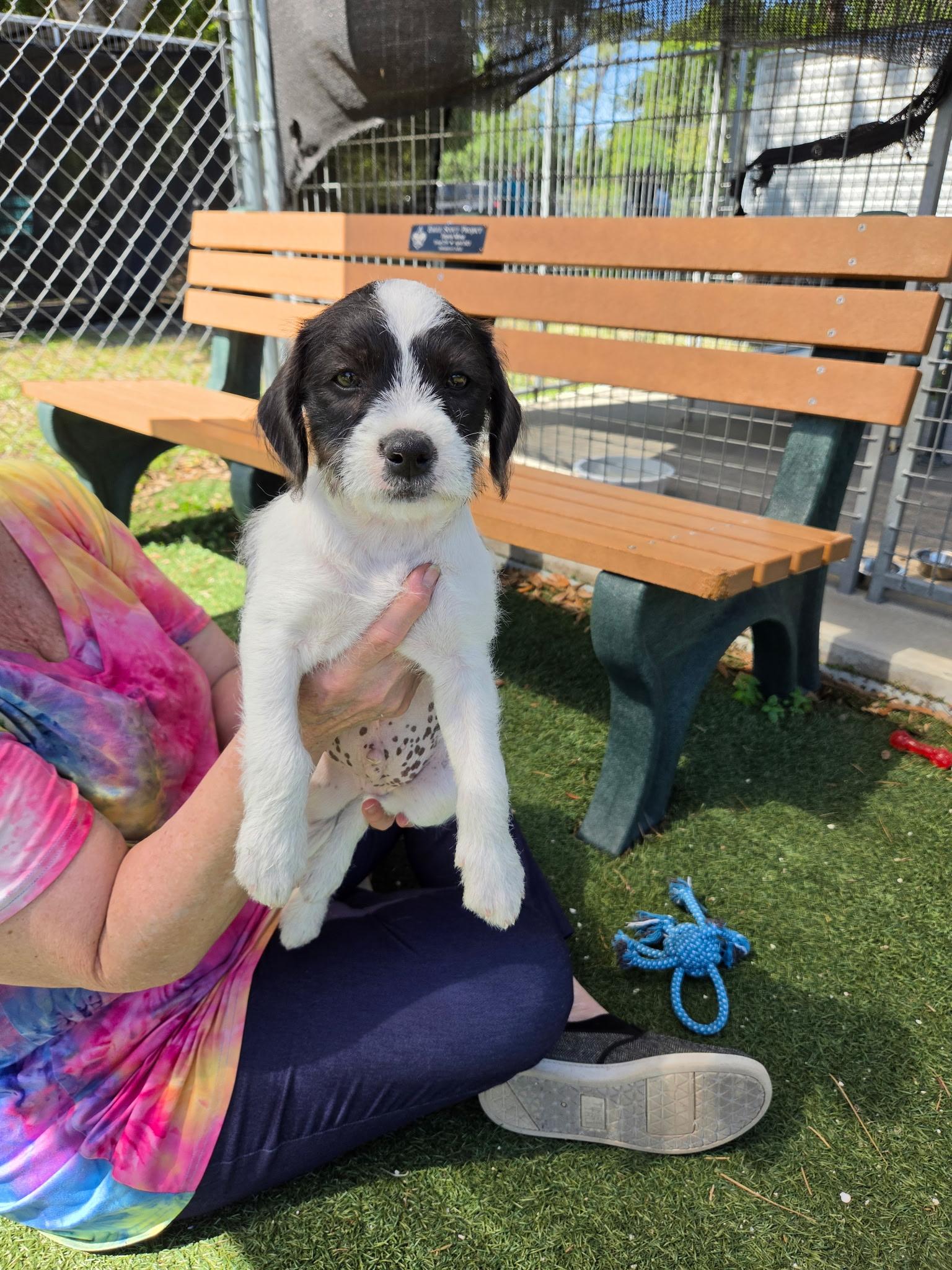 Enlarge Spud, a ADOPTABLE Mixed Breed in Ruskin, FL image 2/2