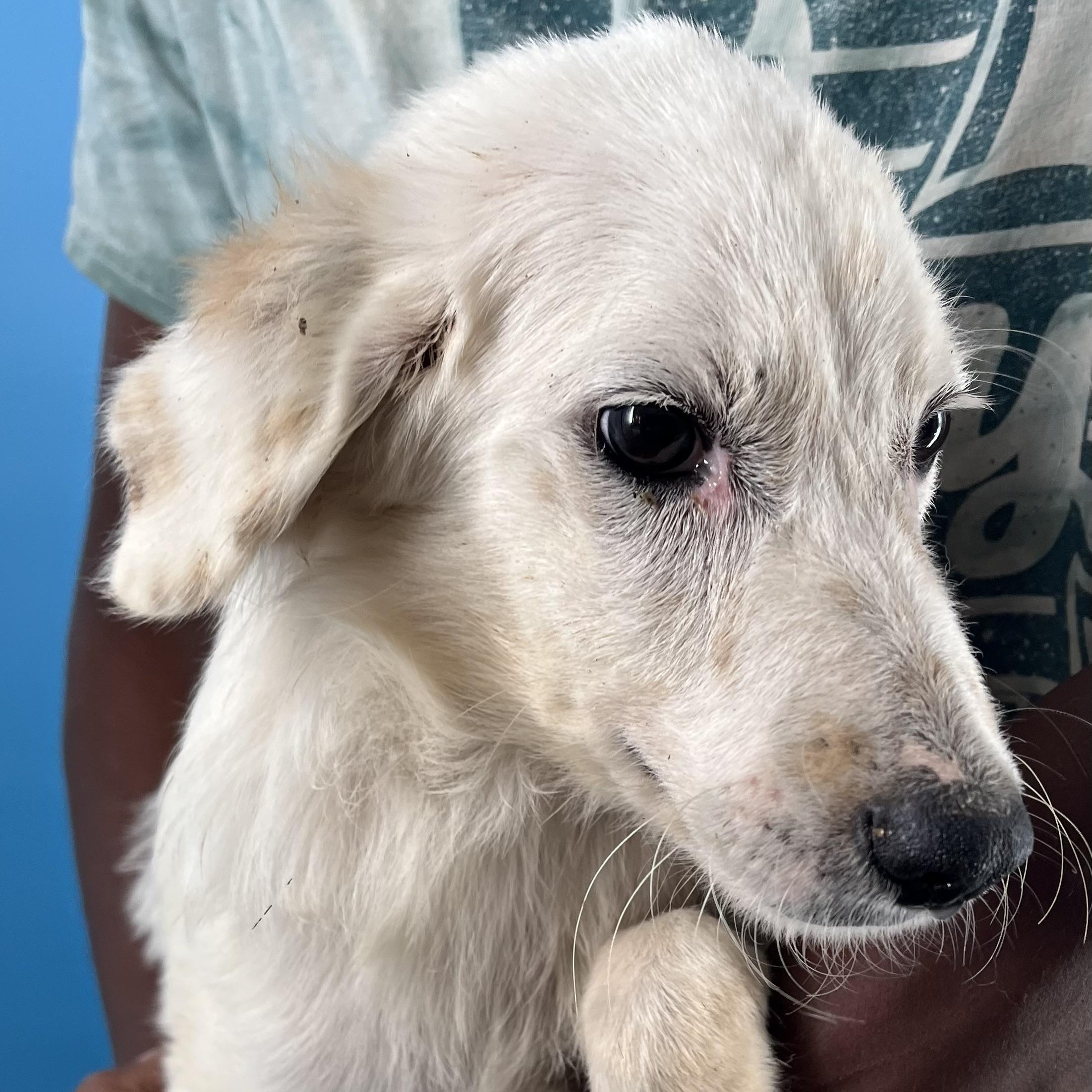 Dove  Local Nov thumbnail 3