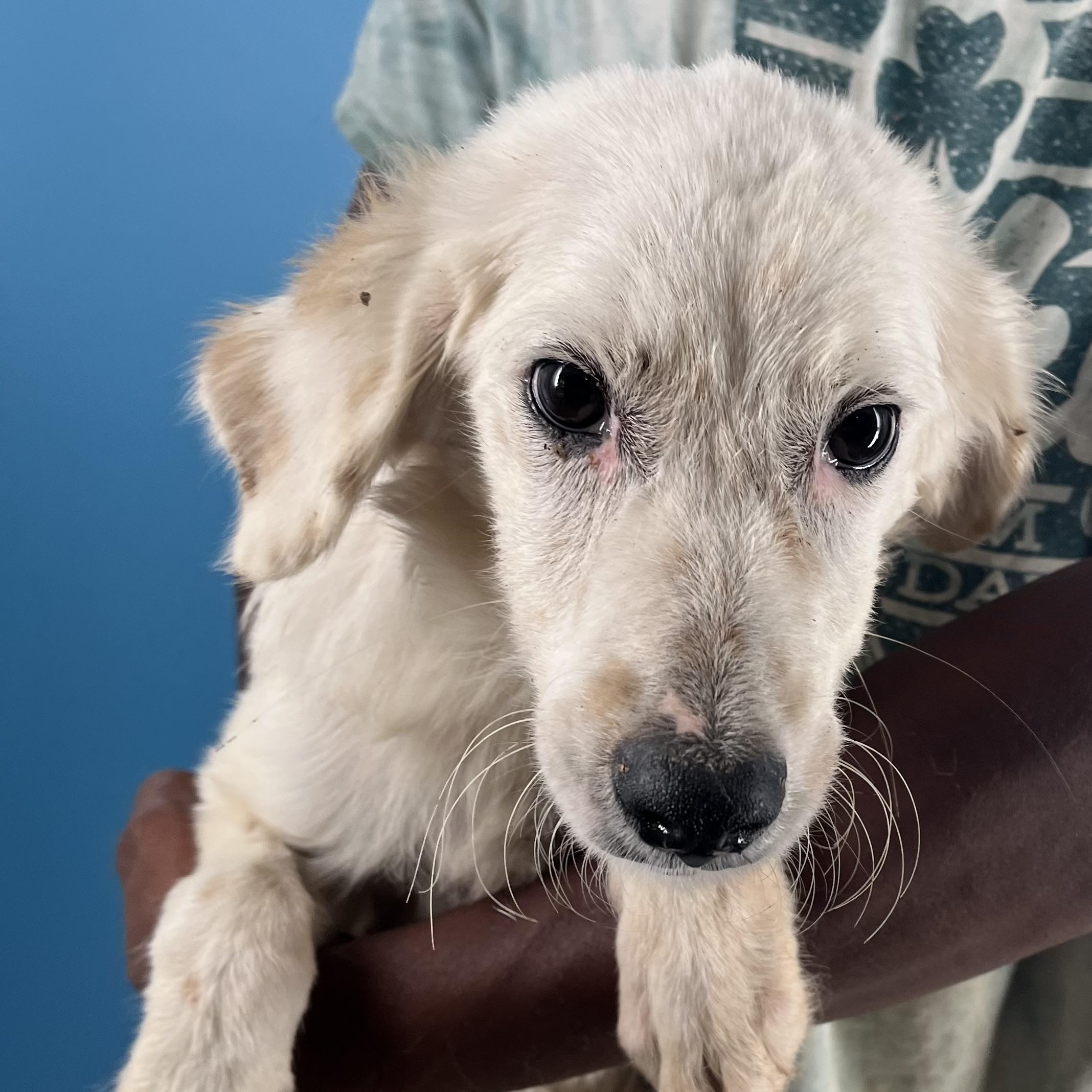 Dove  Local Nov thumbnail 5