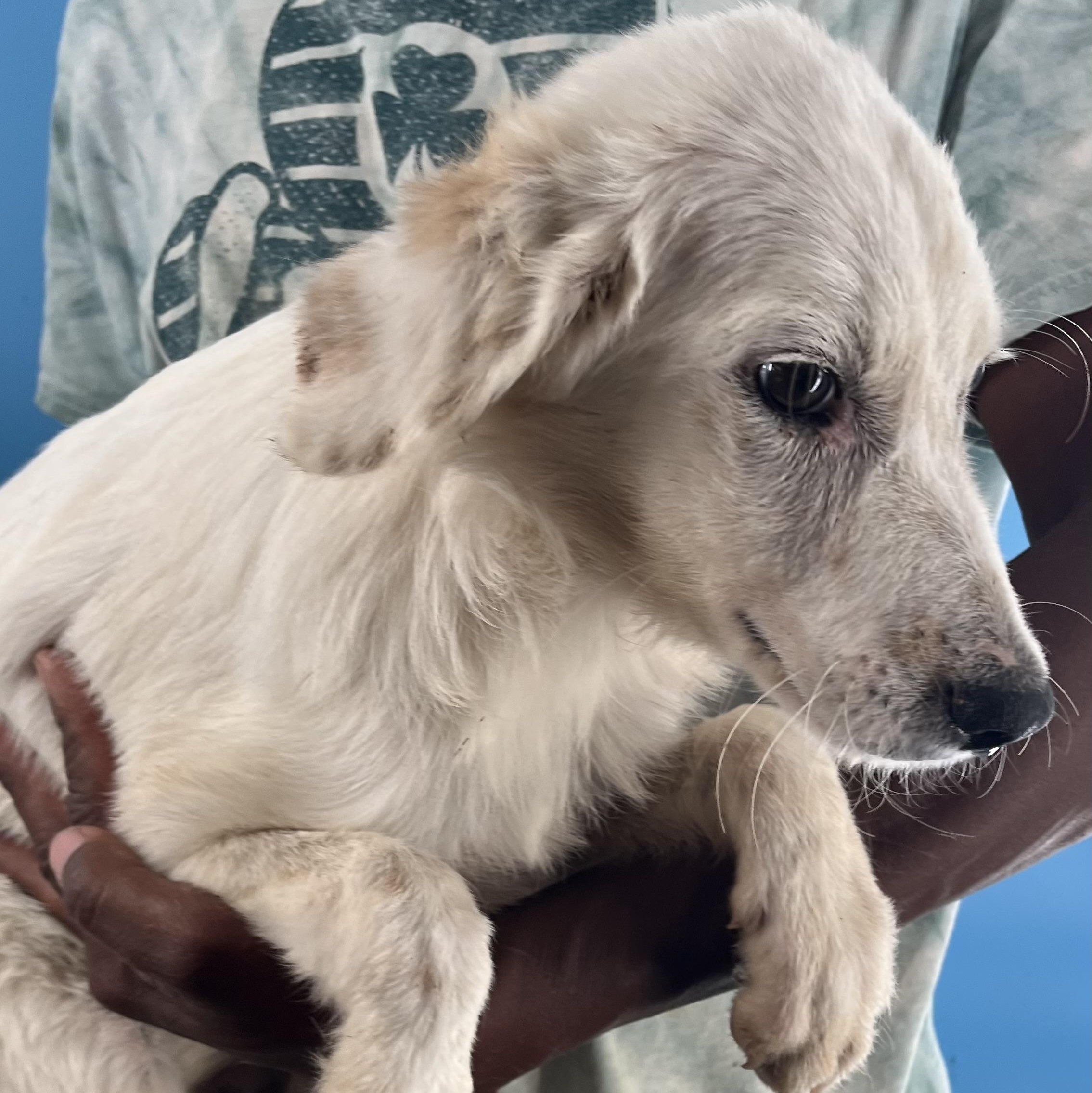 Dove  Local Nov thumbnail 4