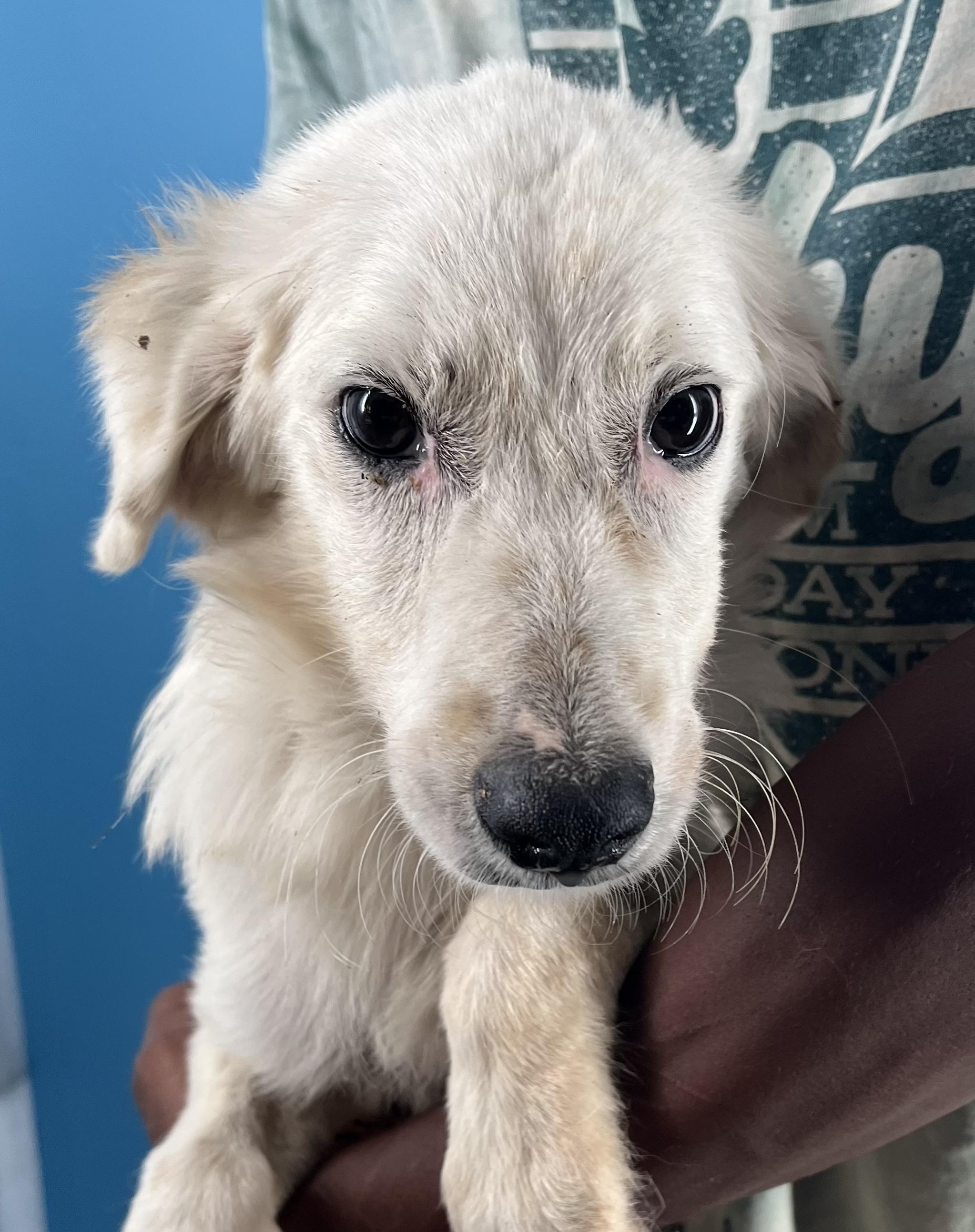 Dove  Local Nov thumbnail 2