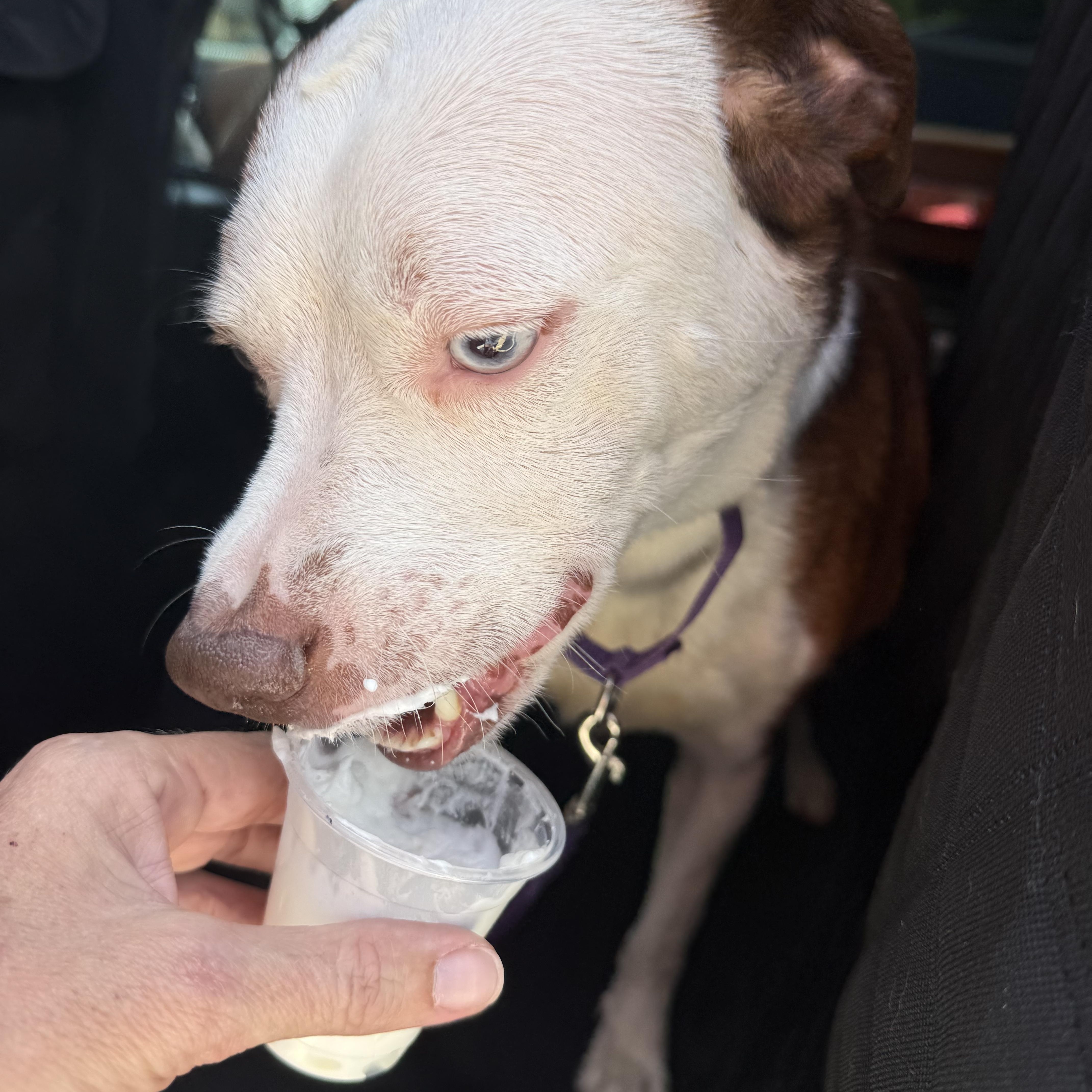 Happy, a ADOPTABLE mixed breed in Weatherford, TX image 3/6