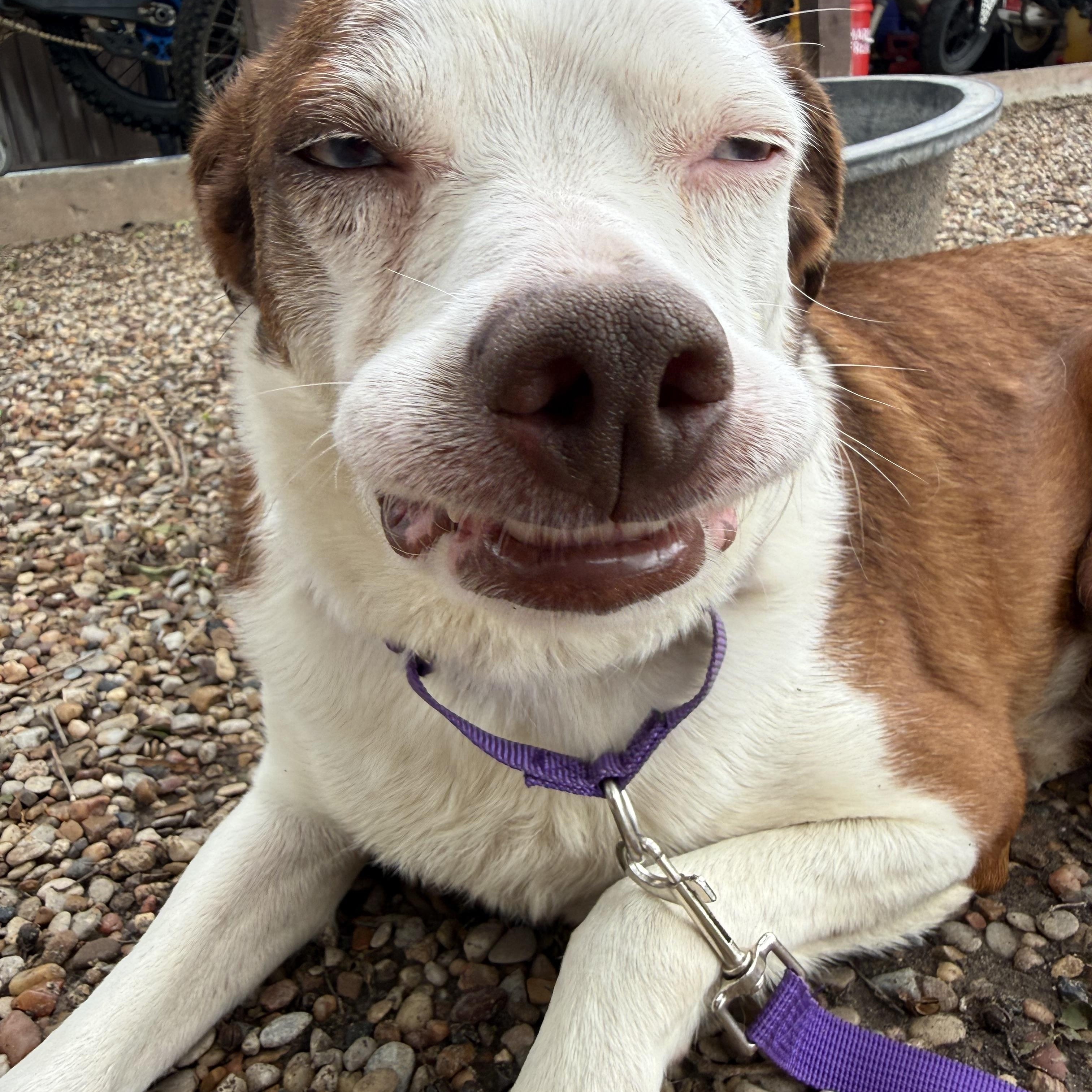 Happy, a ADOPTABLE mixed breed in Weatherford, TX image 6/6