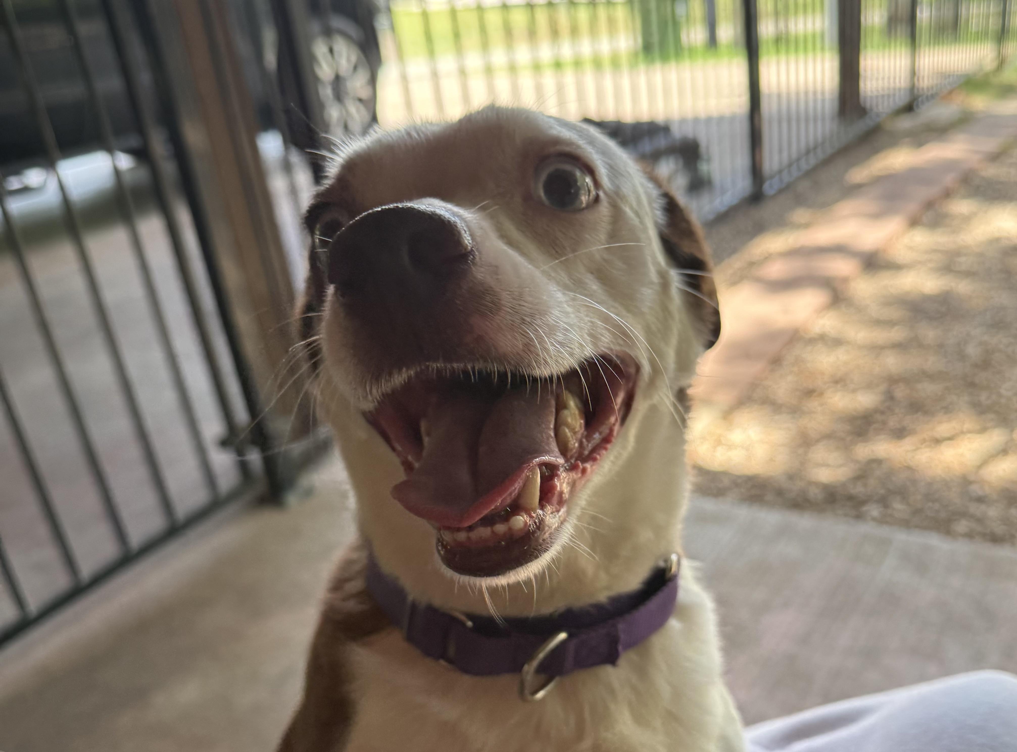 Happy, a ADOPTABLE mixed breed in Weatherford, TX image 4/6