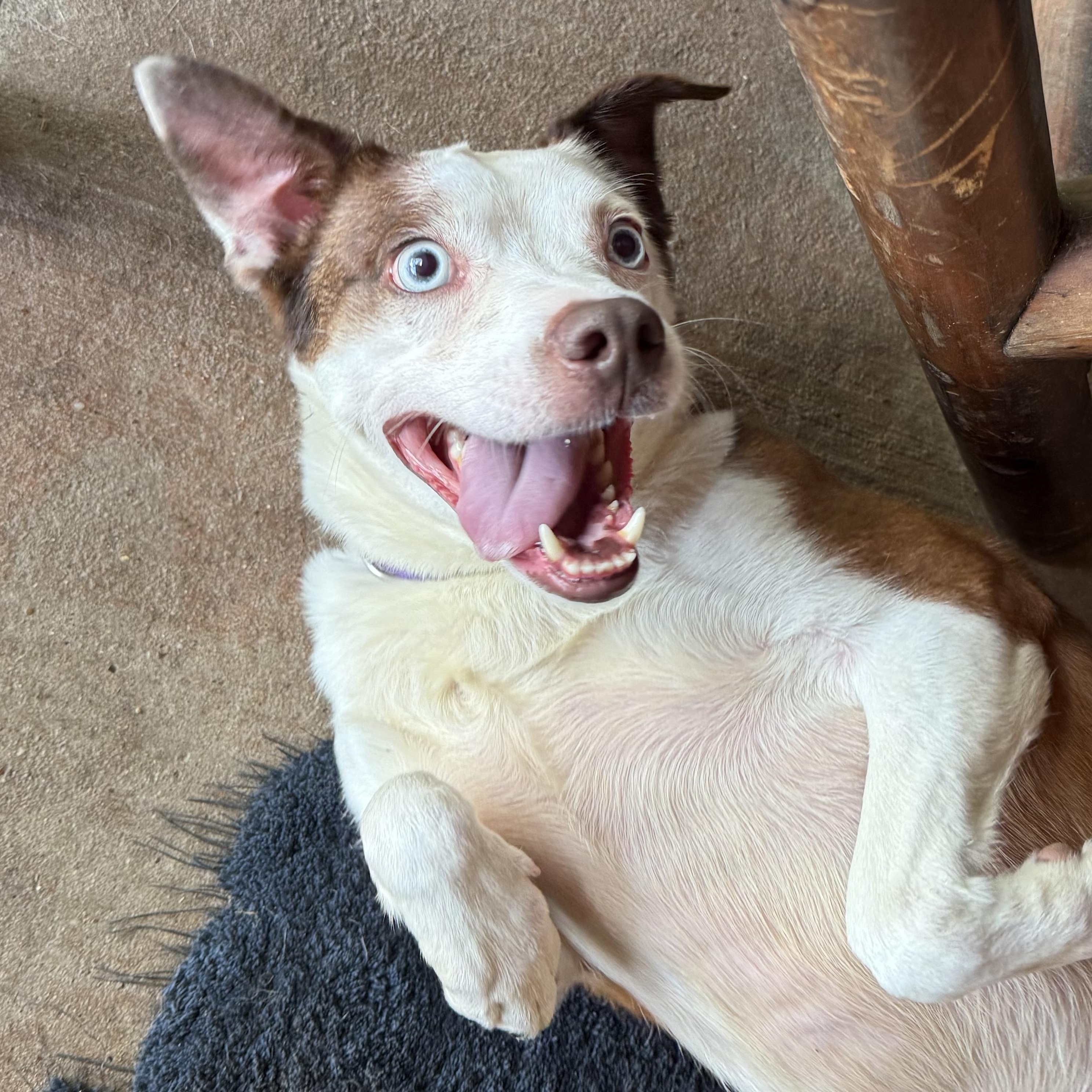 Happy, ADOPTABLE, Adult Male Australian Shepherd.