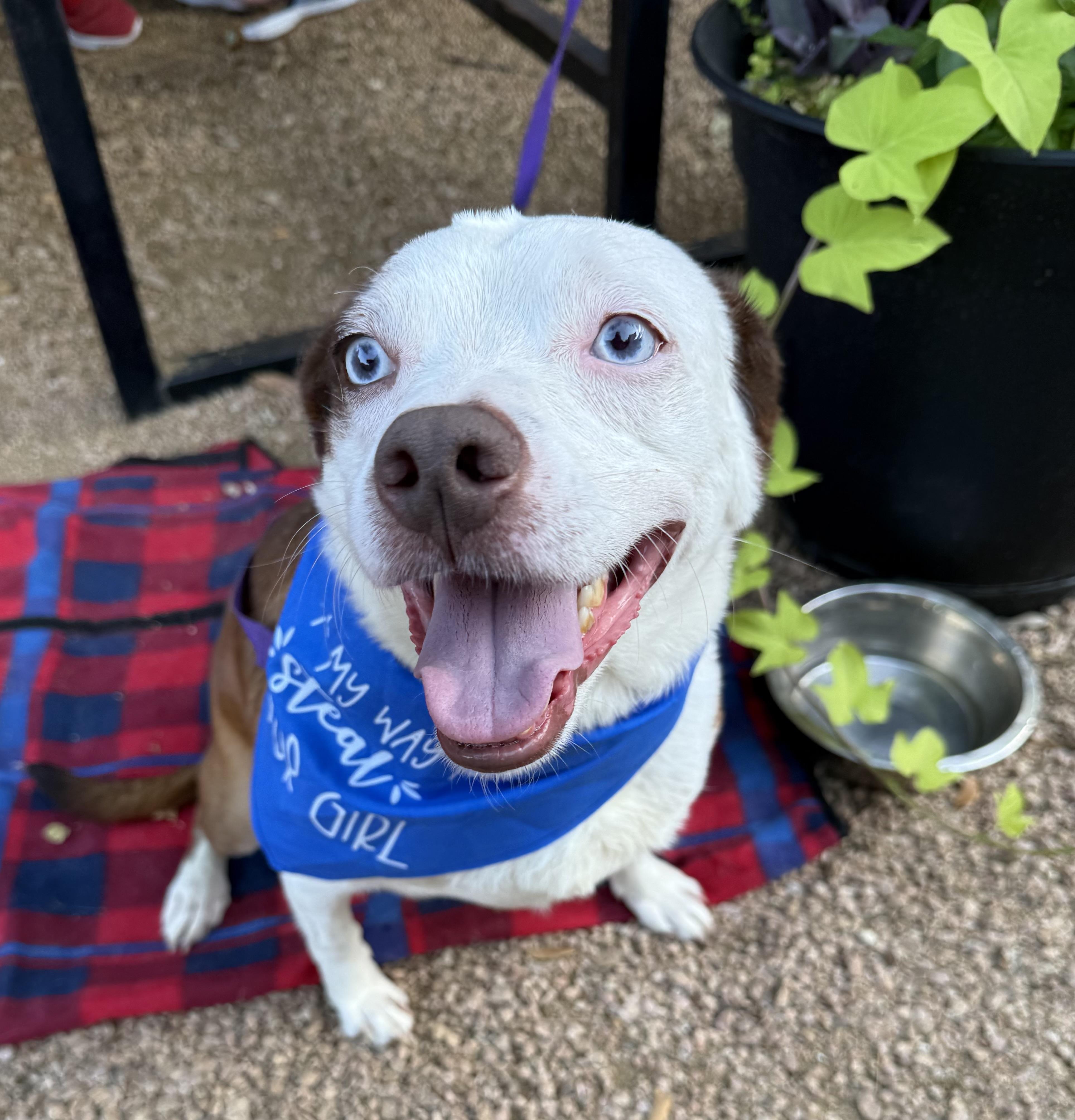 Happy, a ADOPTABLE mixed breed in Weatherford, TX image 2/6