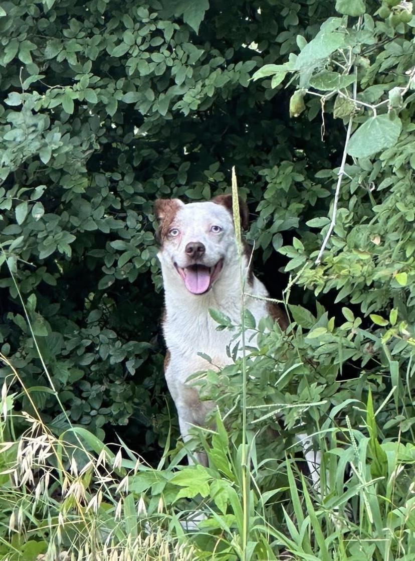 Happy, a ADOPTABLE mixed breed in Weatherford, TX image 5/6
